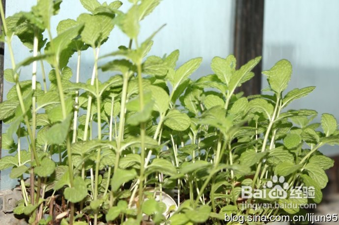 亦茶亦菜的阳台薄荷【原创】