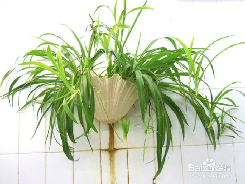 办公场所推荐植物之赏叶植物