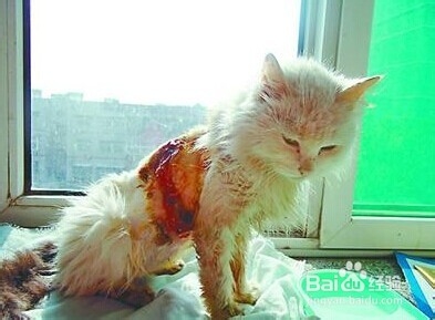 猫猫嘛嘛养猫心得系列：[9]及时医治