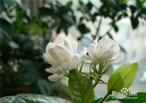 私家庭院如何防治蚊虫