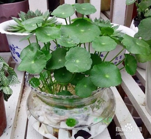铜钱草的养殖及在家装中的应用