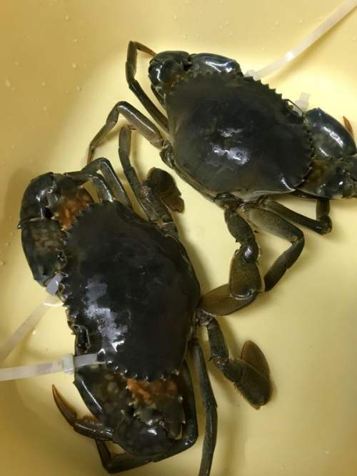 陈五年老酒炖蝤蠓