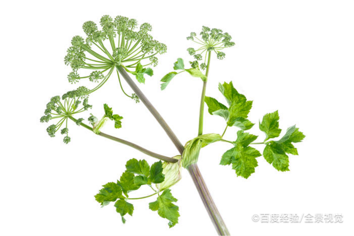 孕期能吃当归吗