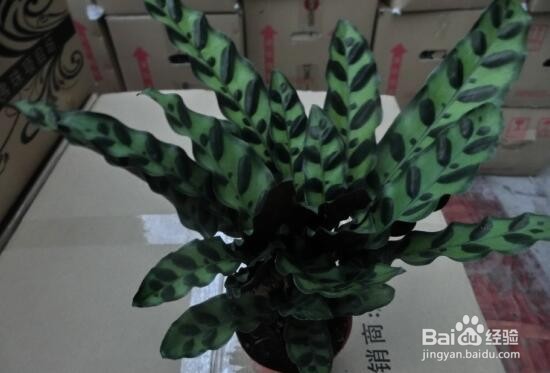 银羽竹芋怎么养