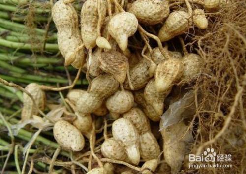 花生苗怎么种植方法 百度经验