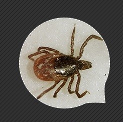 夏天防虫手册和急救法