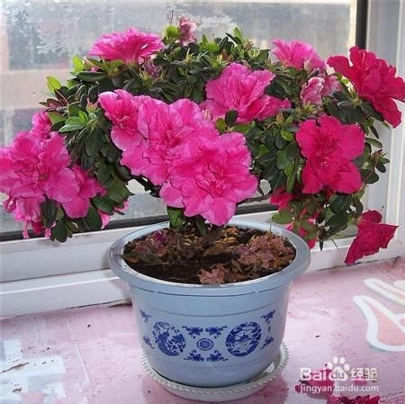 赠送鲜花小技巧