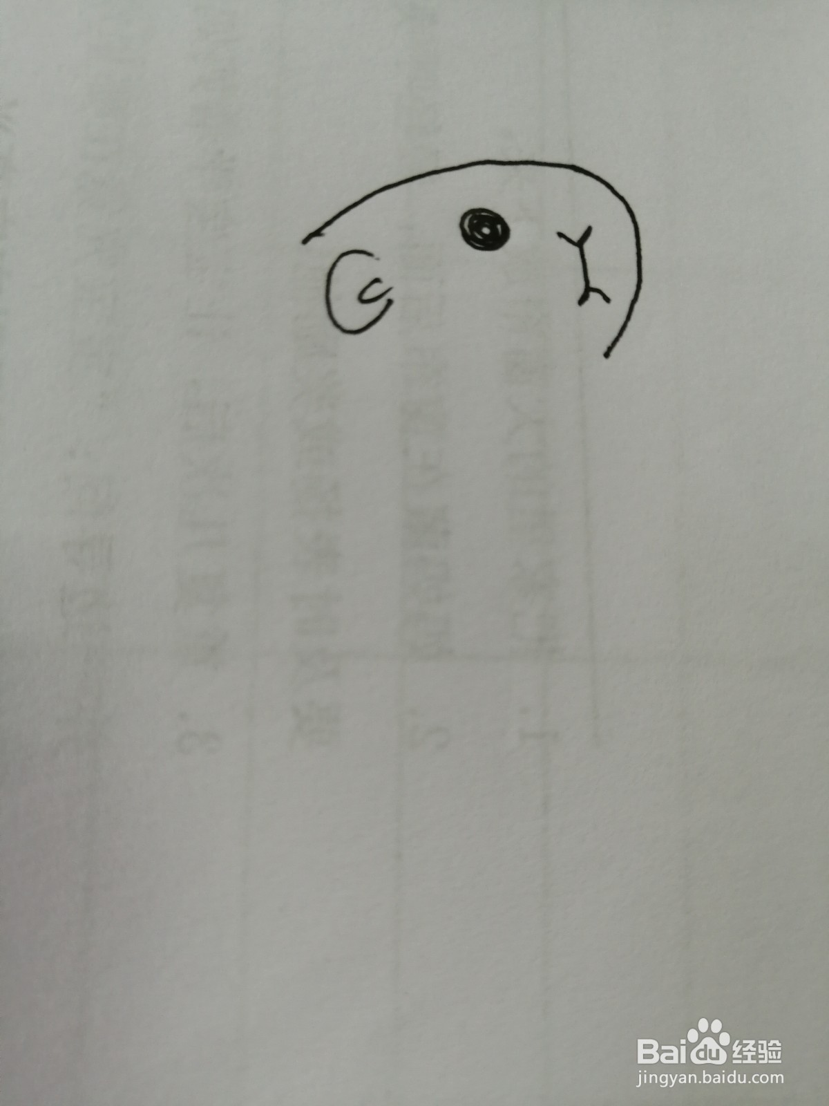 简笔画小仓鼠怎么画