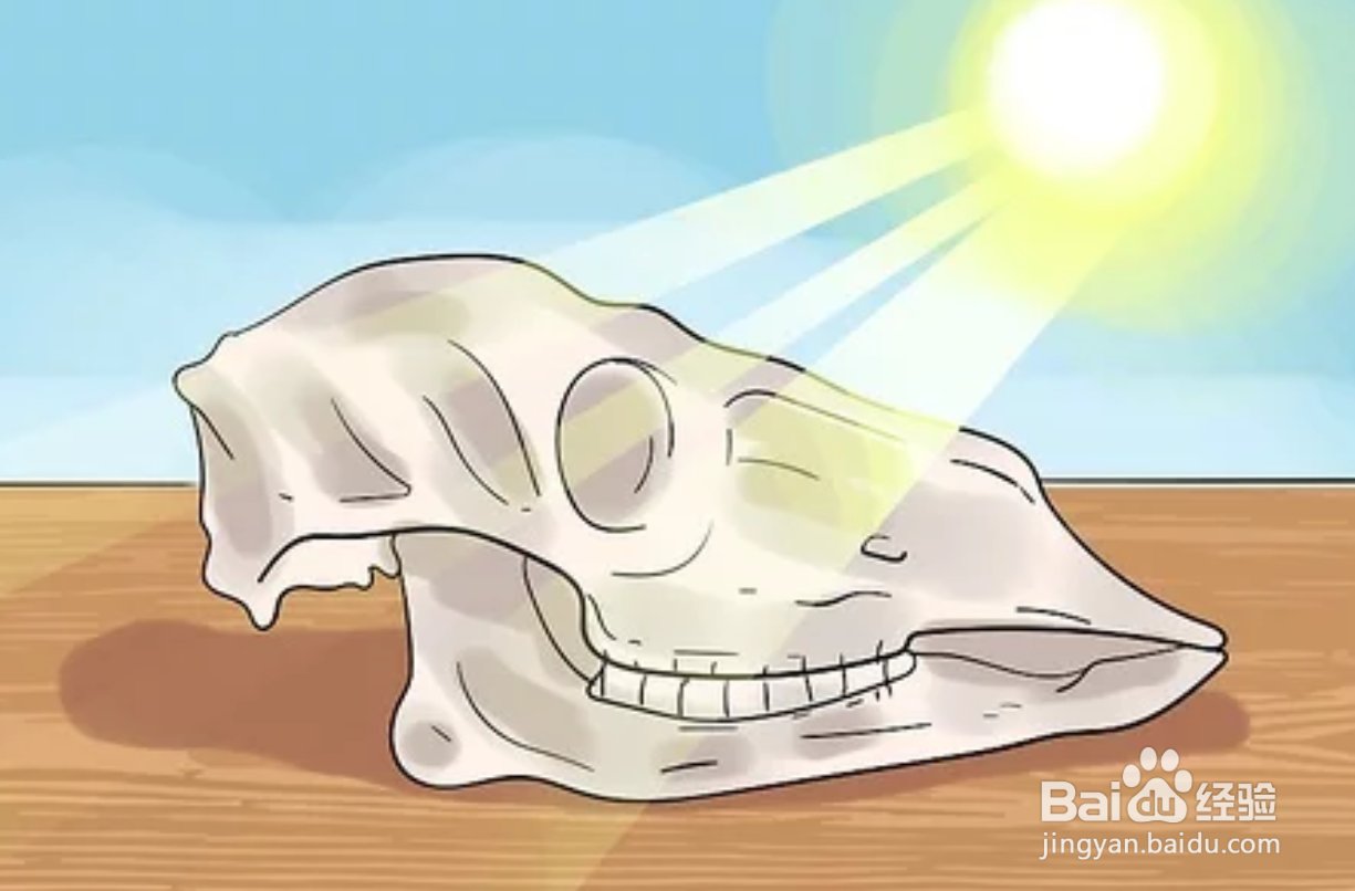 如何保存动物标本