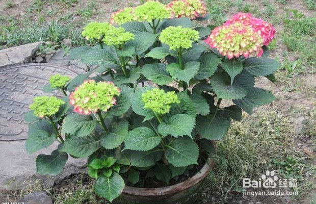 绣球花扦插方法