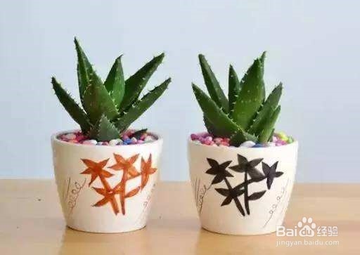 哪些植物在家里好养活又实用