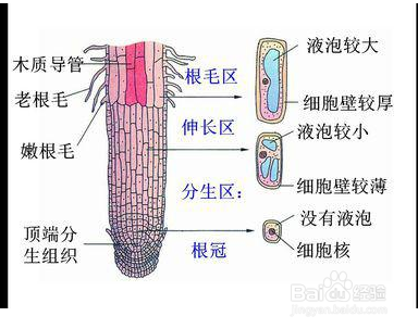 观察植物根尖结构实验步骤 百度经验