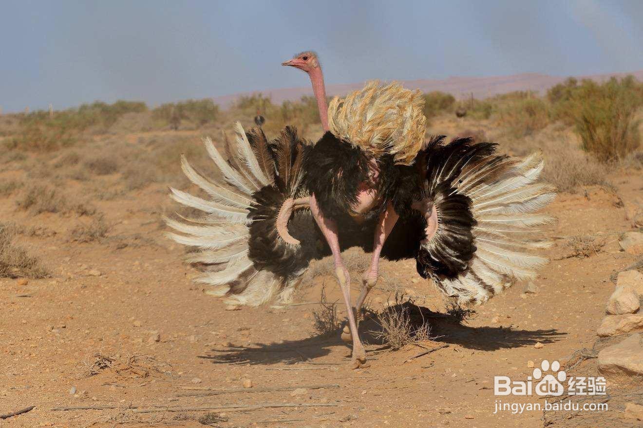鸵鸟吃石头是怎么事