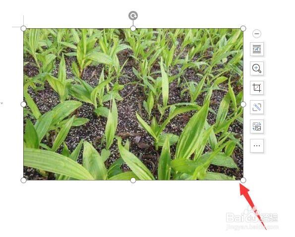 word文档中如何把图片做成心形？