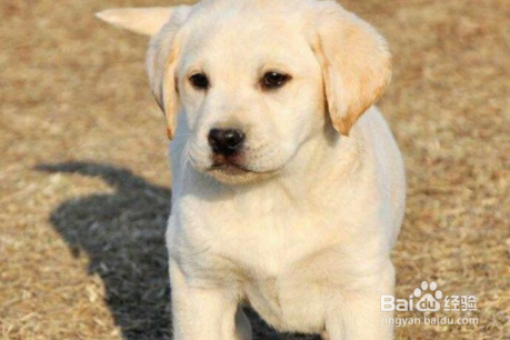 拉布拉多幼犬如何训练?
