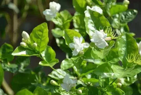 买了茉莉花,回家没几天就枯萎了,怎么办。