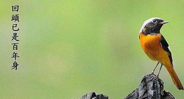 举例说明什么叫“再回头已是百年身”