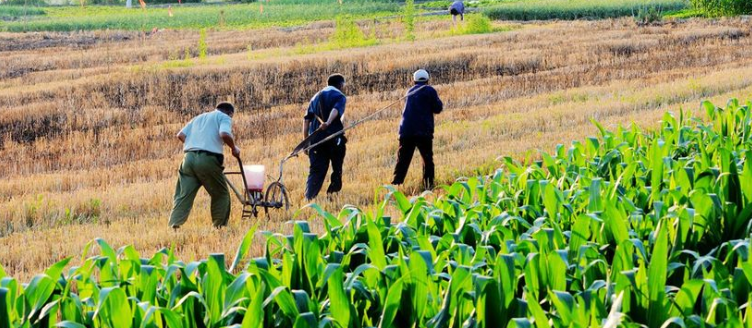 氮磷钾肥的施肥量计算方法