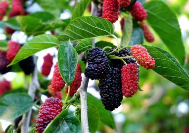 我睡眠质量一直不好，有没有什么好的产品可以帮助改善啊