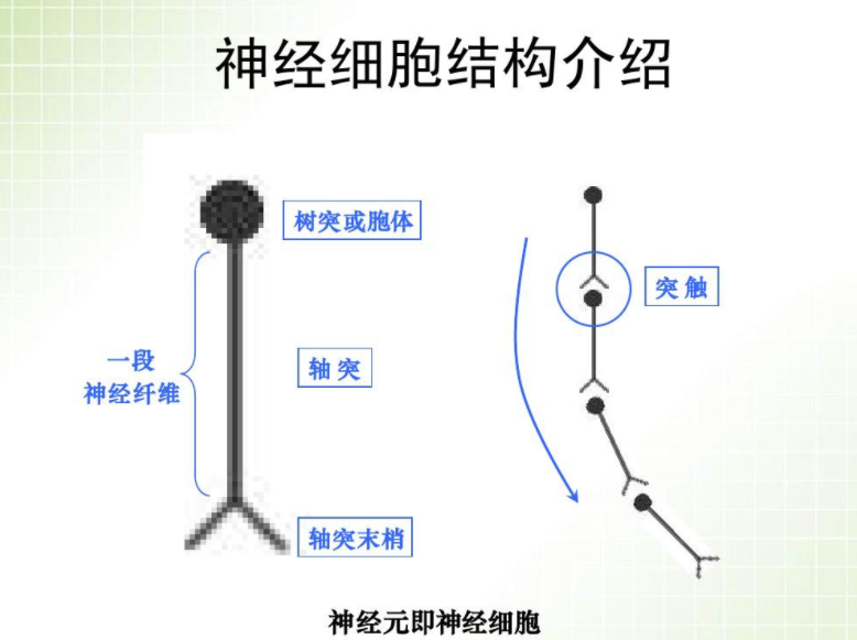 人体生命活动的调节是什么