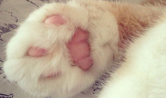 各种小爪子符号有哪些