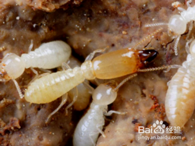 家里怎么除白蚁？