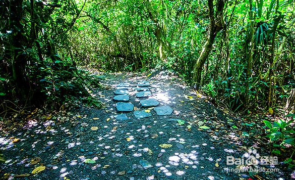 摄影怎么拍出来树叶子上的光斑呢