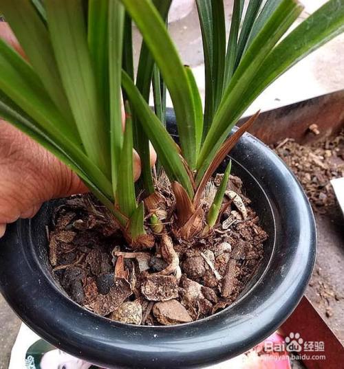 刚买的兰花种植方法