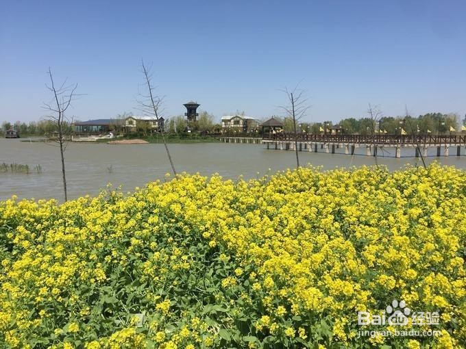 高邮周末踏青一日游推荐