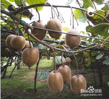 防治猕猴桃落果的措施有哪些
