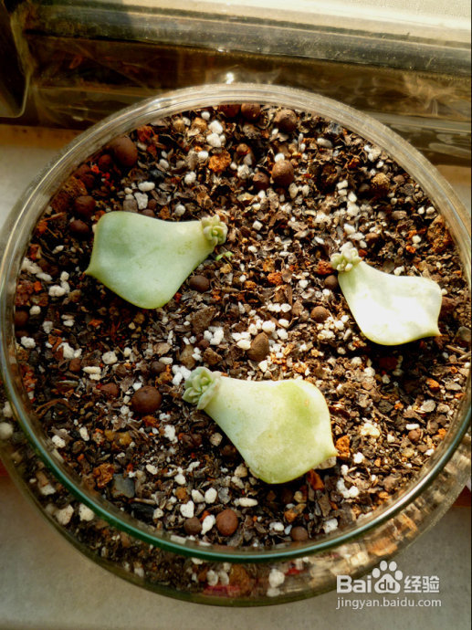 冬天来了，阳台变大棚。