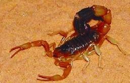 蝎子死亡起因及其预防