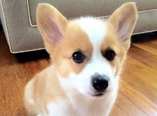 柯基能吃奥利奥吗