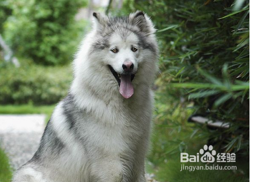 阿拉斯加怀孕了怎么办