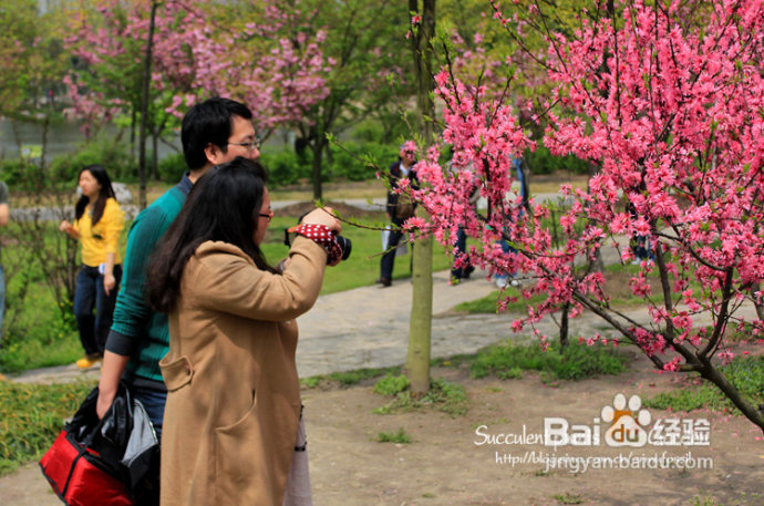 上海植物园（上）