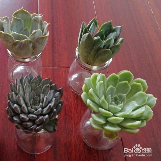 懒人植栽怎样水培多肉