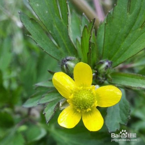 在家中该怎么养殖石龙芮?
