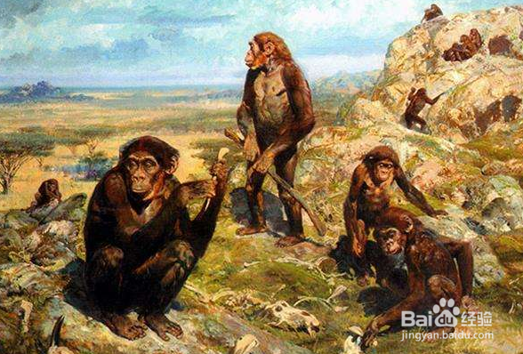 南方古猿为什么是人不是猿