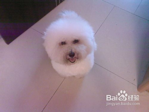 比熊的日常护理