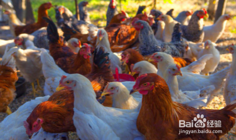 冷冻鸡胸肉为什么这么便宜