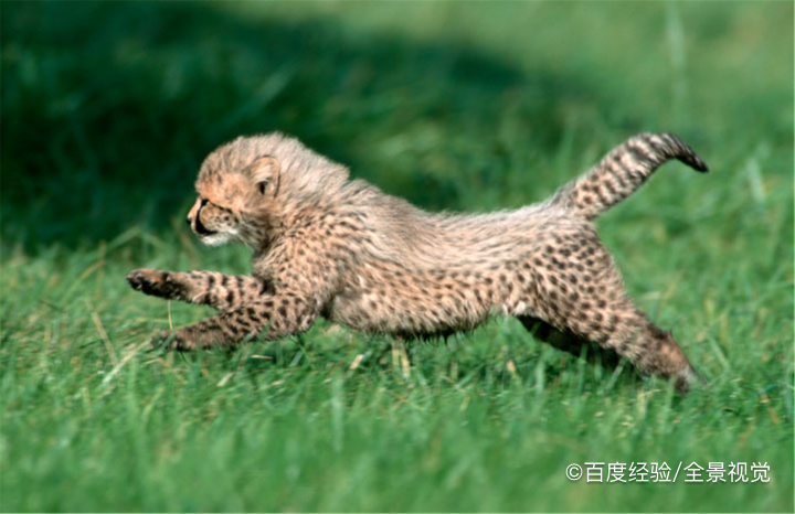 举例动物如何保护自己