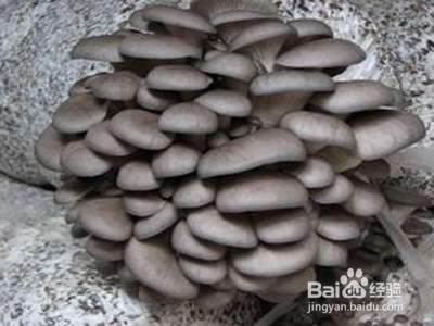 平菇出完一茬菇后该怎么管理