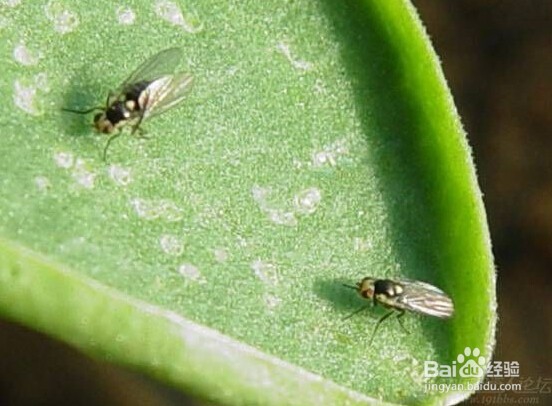 春季设施蔬菜病虫害怎么防治