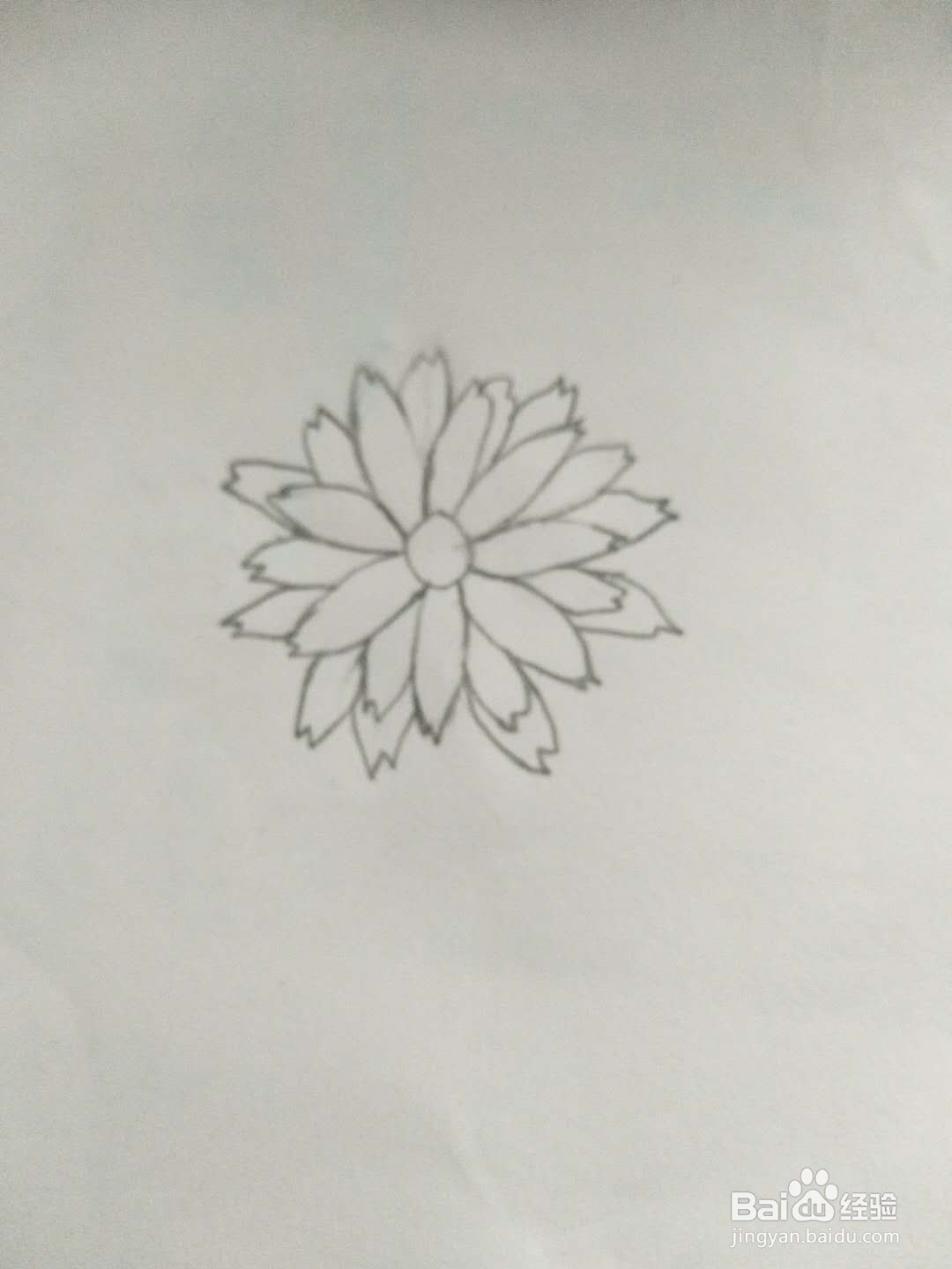小雏菊怎么画