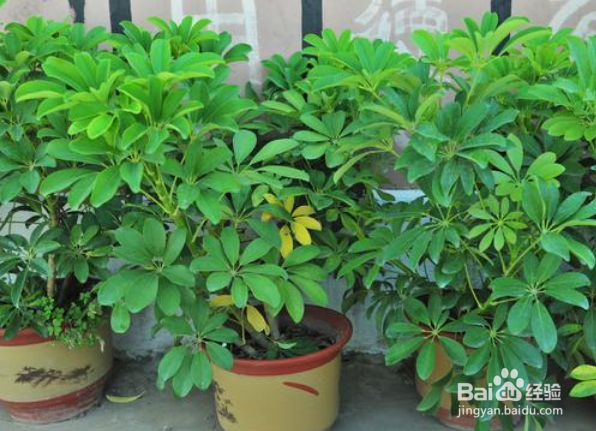 鸭掌木怎么修剪