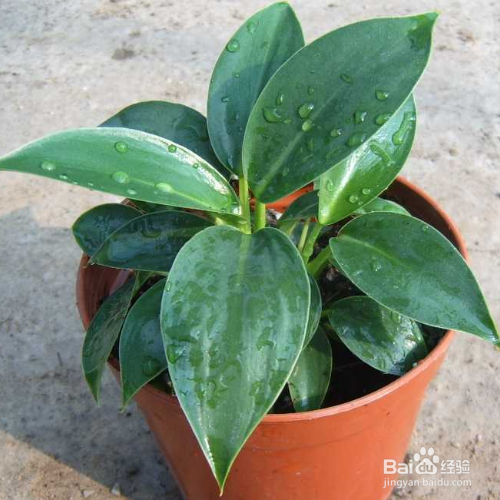 为什么家里养的金钻叶子外卷了？