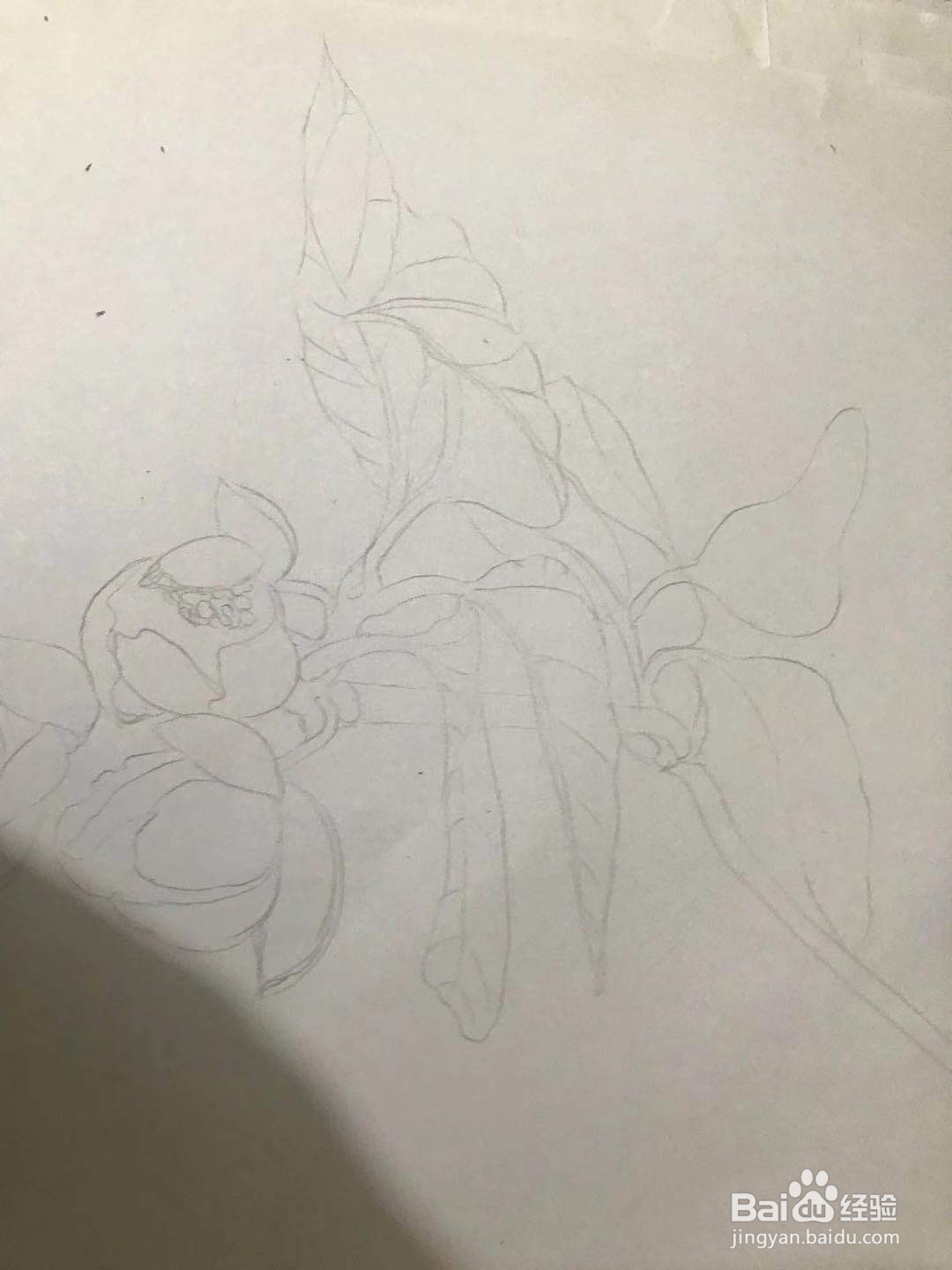 画五味子的花朵和枝叶