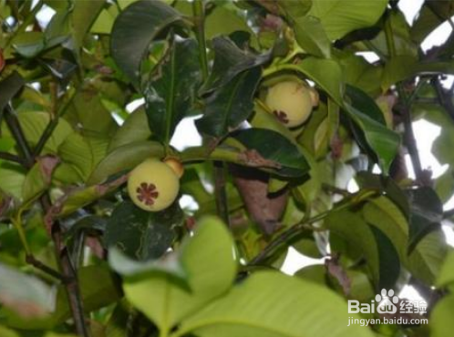 怎么区分真假山竹苗