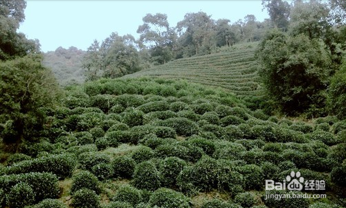 杭州龙井村旅游攻略