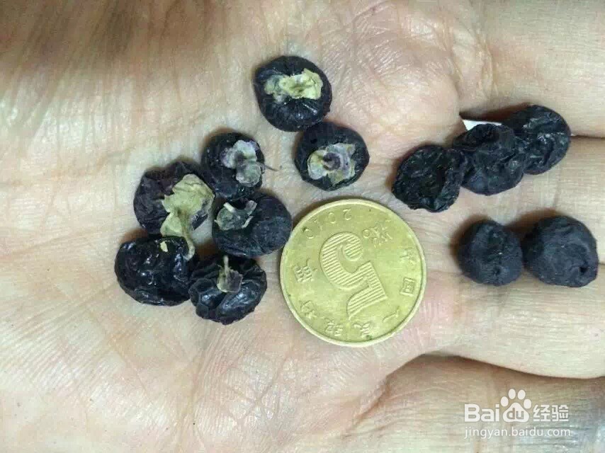 如何辨别黑枸杞是野生还是种植？